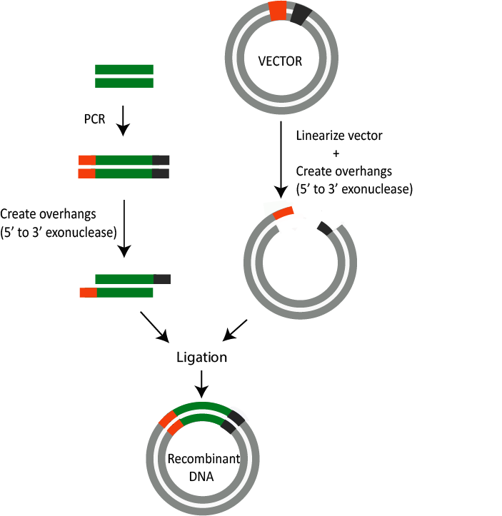 A Quick Overview of Molecular Cloning GoldBio